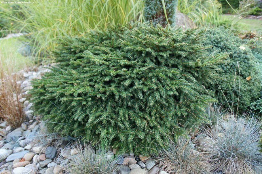 Ель Сербская "Karel" (Карел)