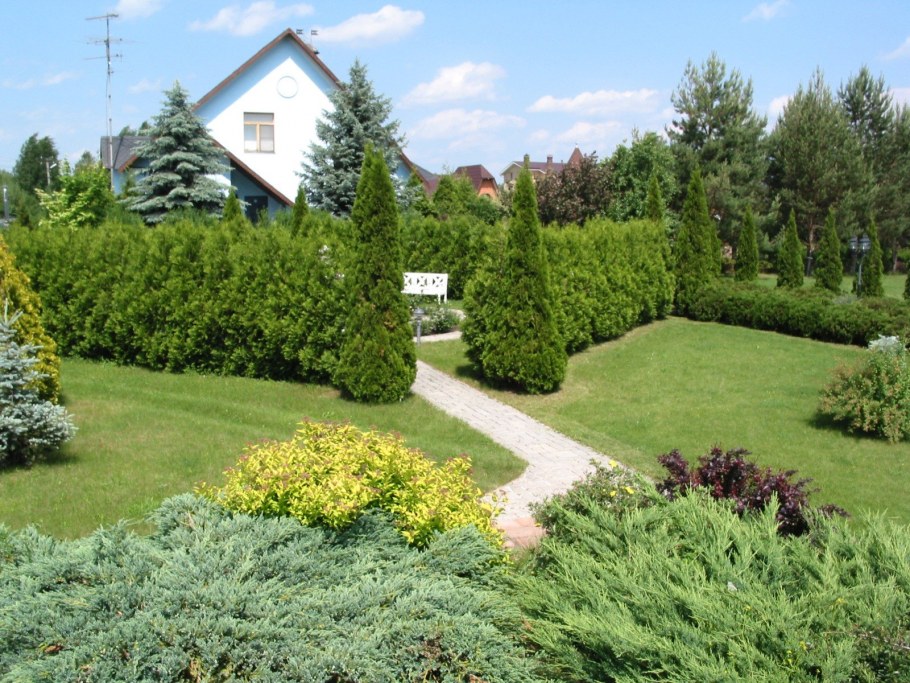 Ель Сербская изгородь