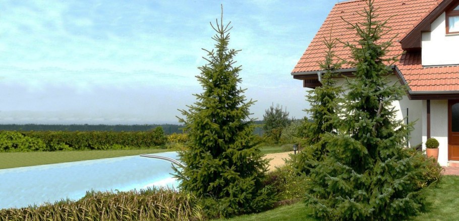 Ель повислая