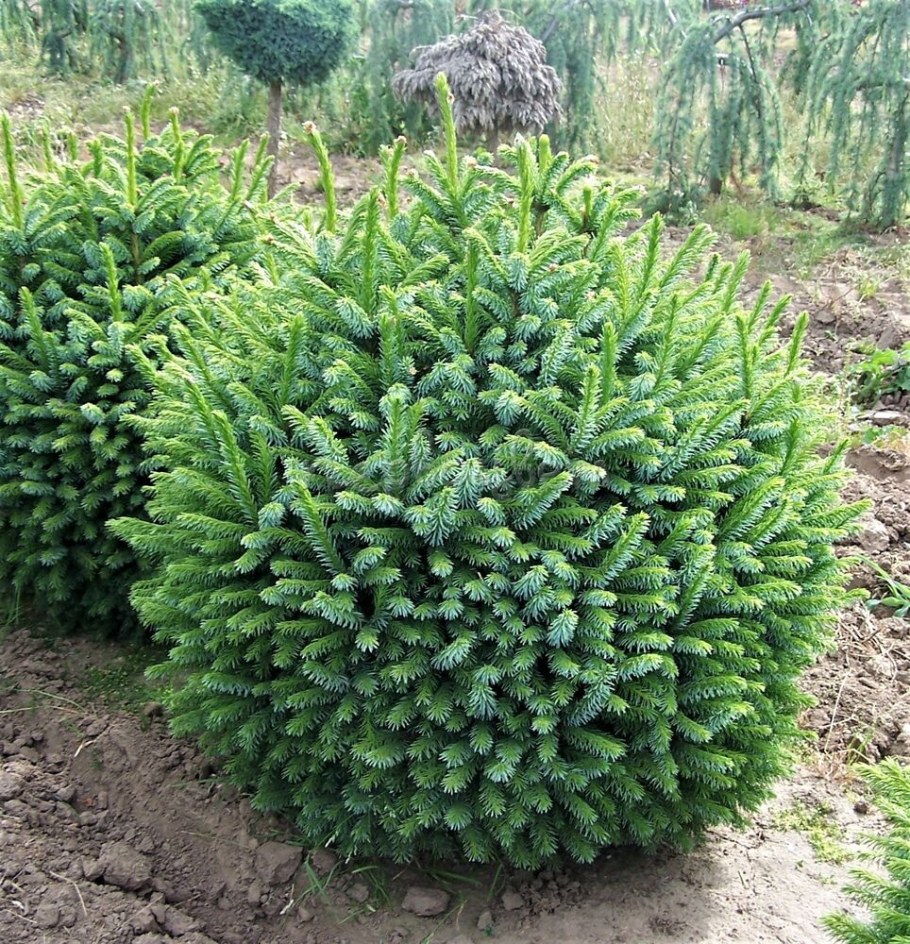 Ель Сербская Picea omorika