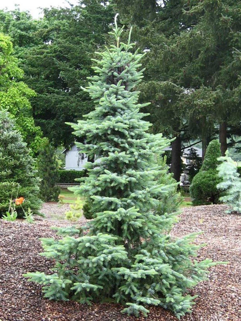 Ель Сербская Оморика Брунс