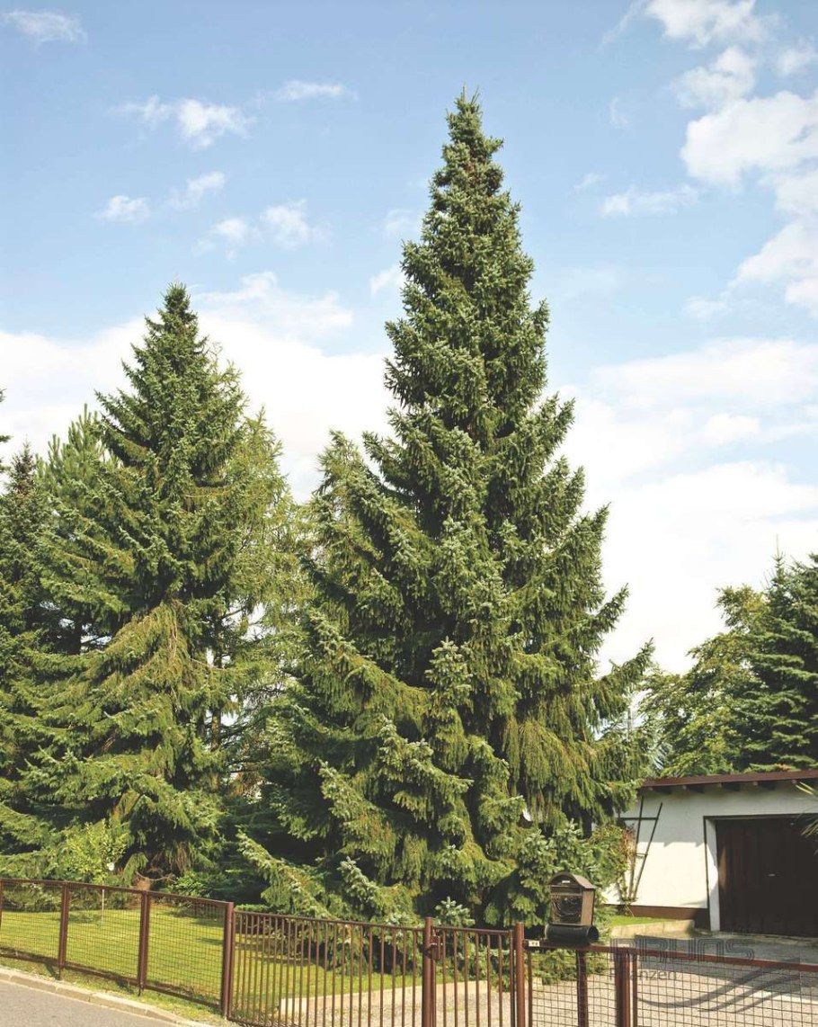 Сербская Оморика