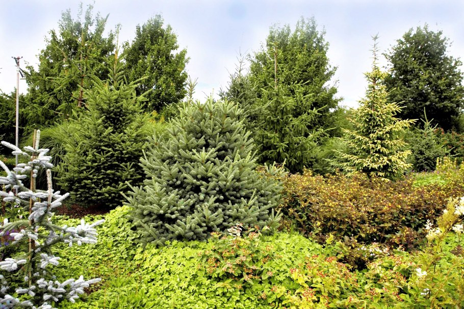 Ель канадская,Сербская