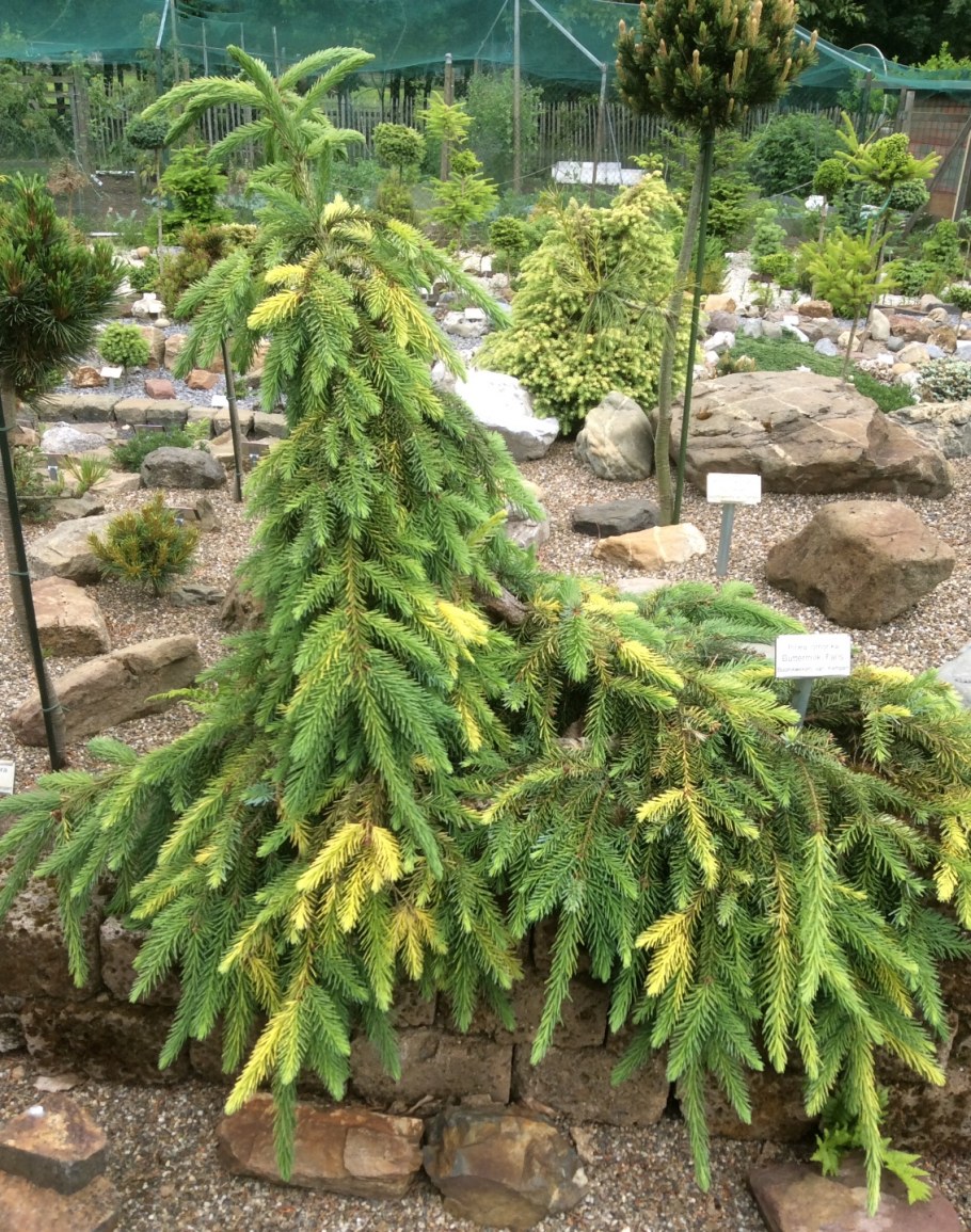 Сербская ель Пендула Нана