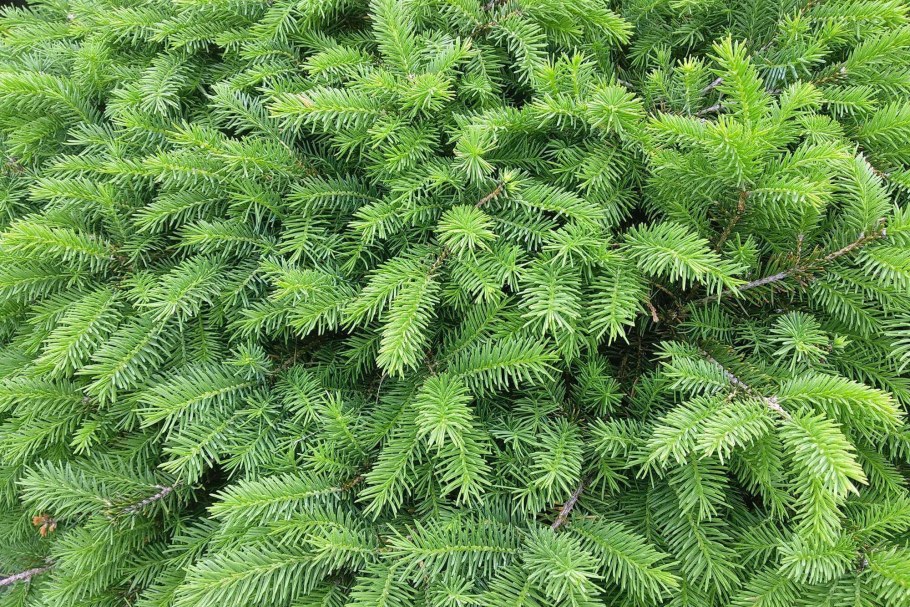 Сосна Сербская Карел