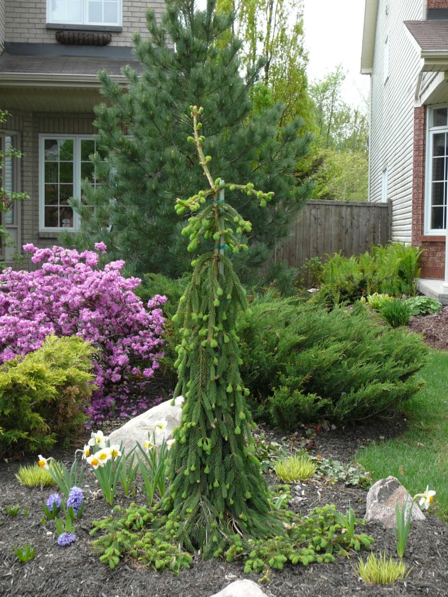 Ель обыкновенная Инверса Пендула