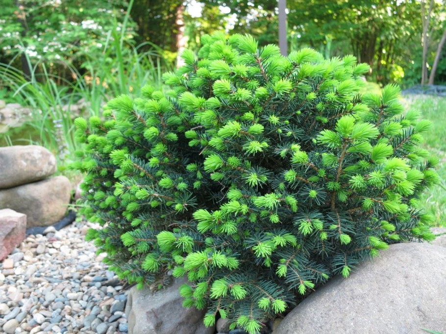 Ель Оморика Карел