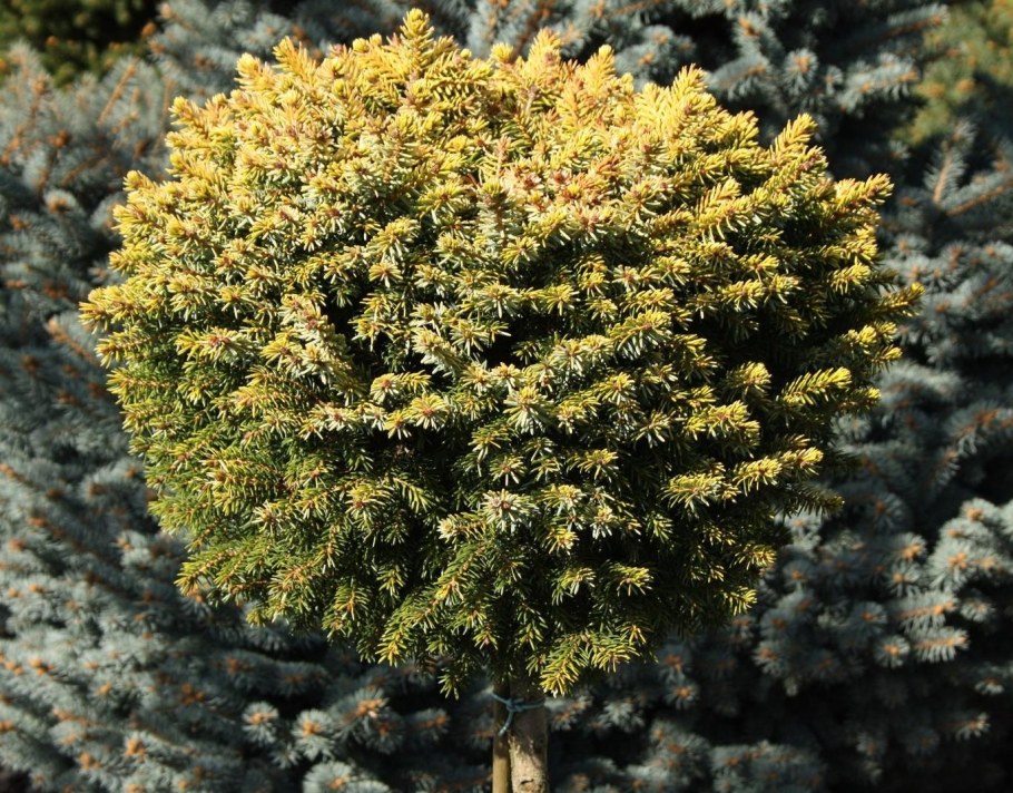 Ель Picea omorika