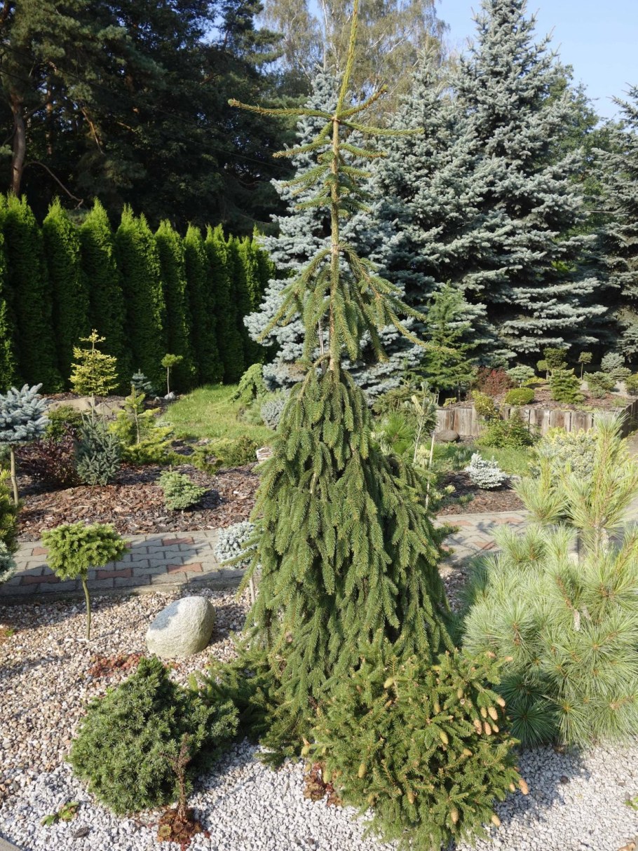 Ель Сербская Рейнбоу