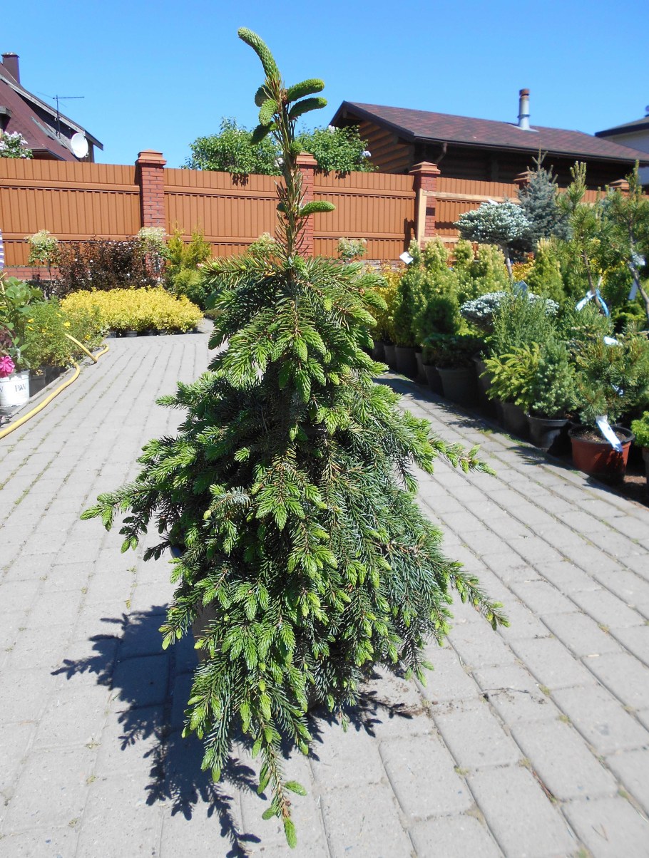 Ель Сербская Оморика Пендула