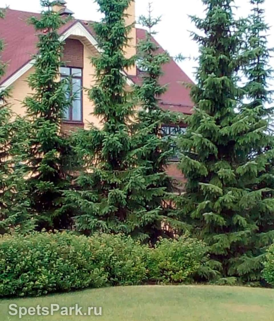 Пихта Сербская Нана