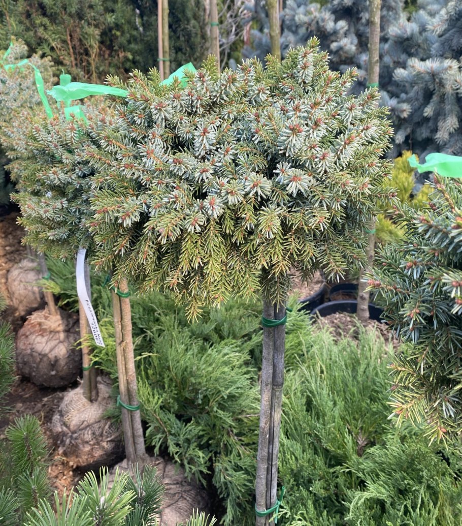 Ель Сербская и Барбарис Багатель