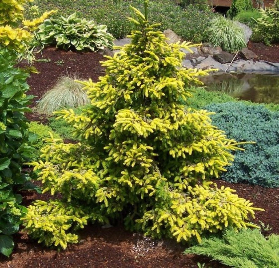 Ель Восточная Ауреа