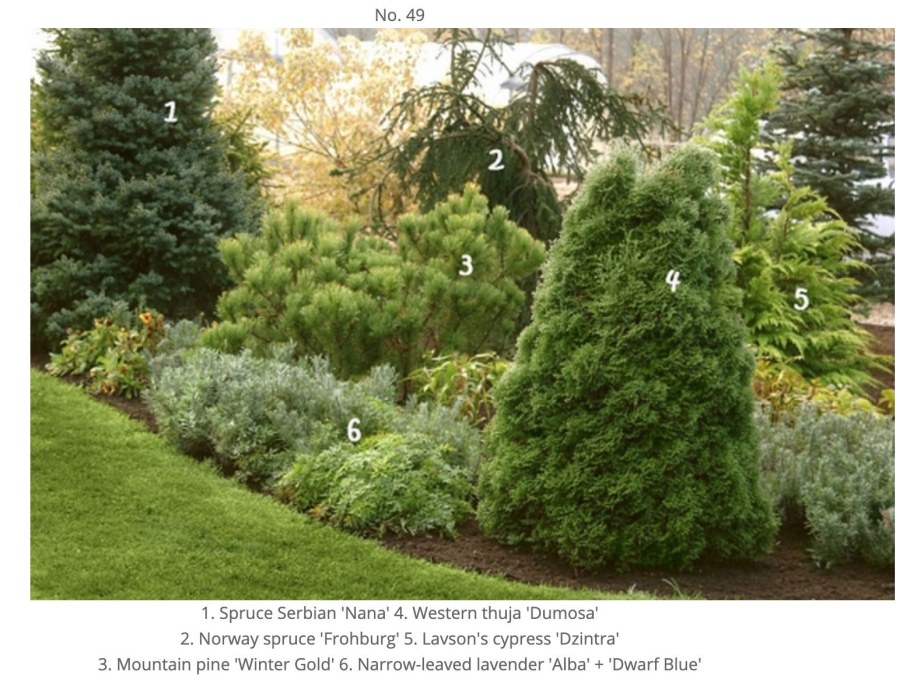 Туя Западная Думоза