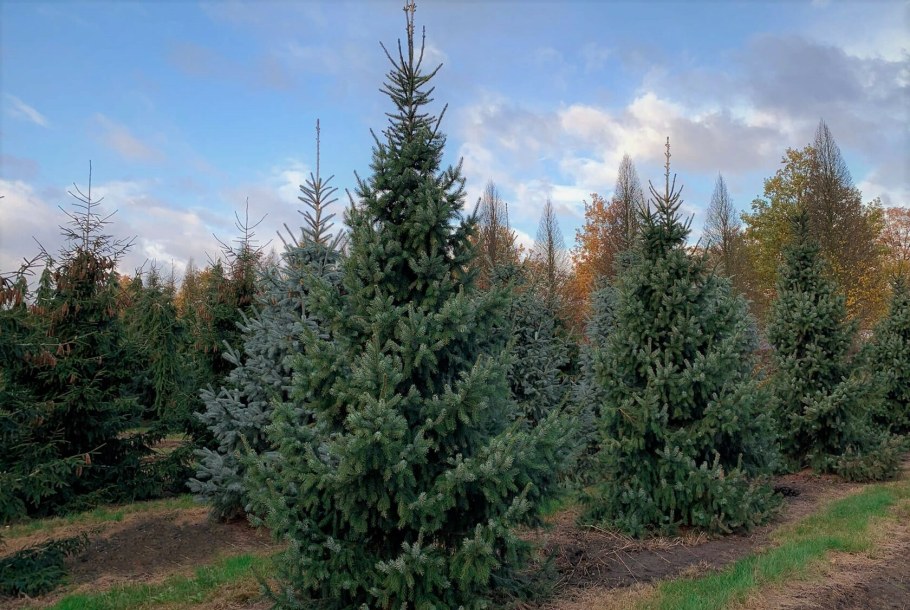 Ель Сербская Оморика голубая