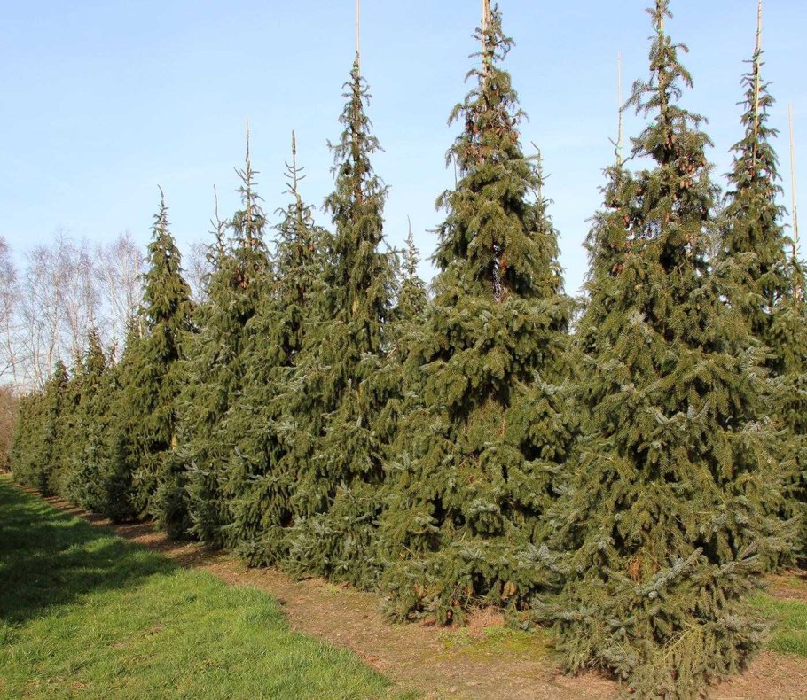 Ель Сербская Picea omorika