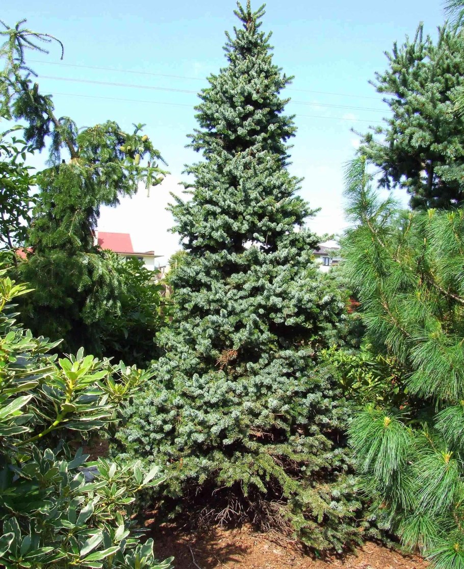 Ель Сербская Picea omorika