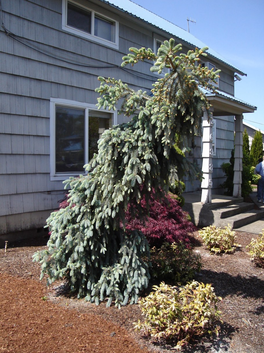 Ель Сербская Оморика Пендула