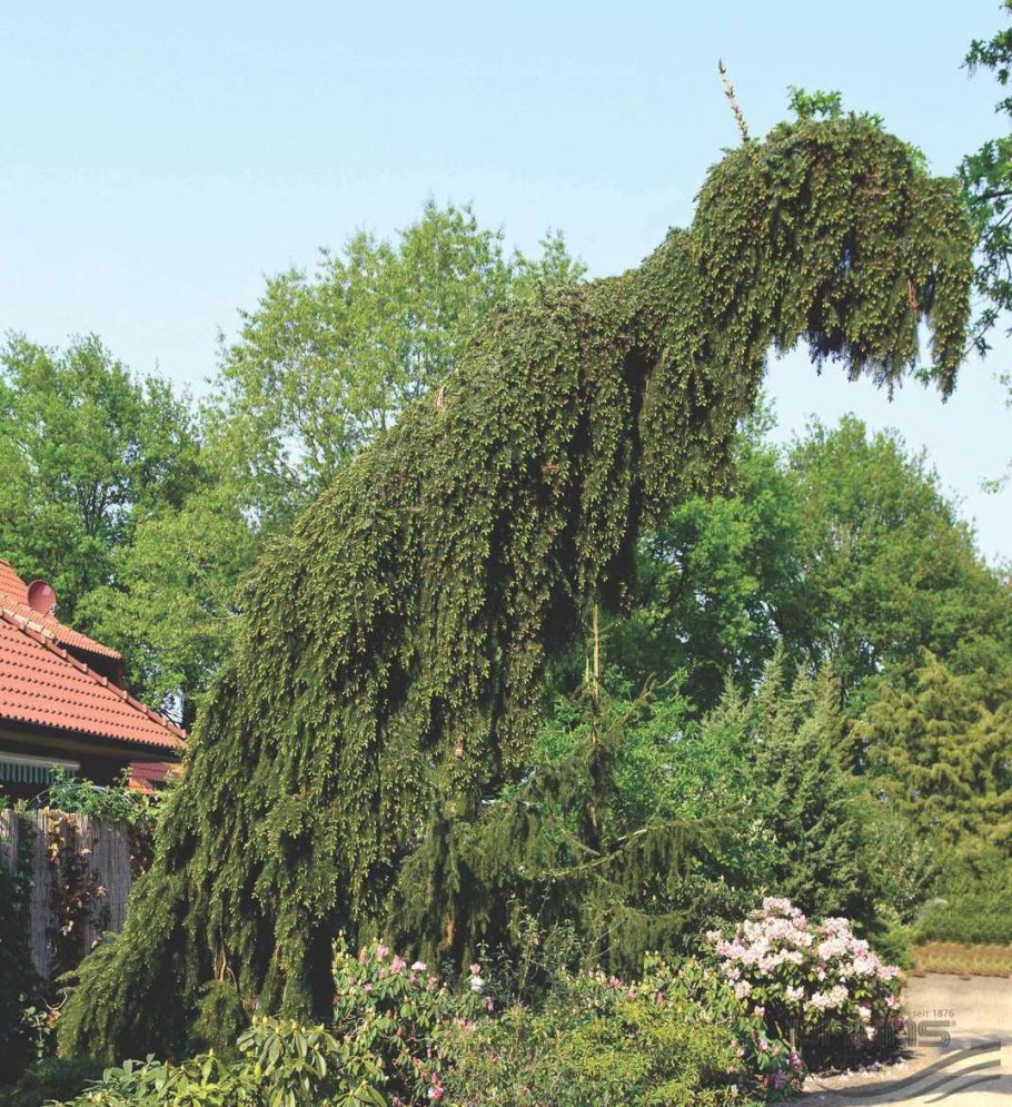 Ель Сербская Пендула