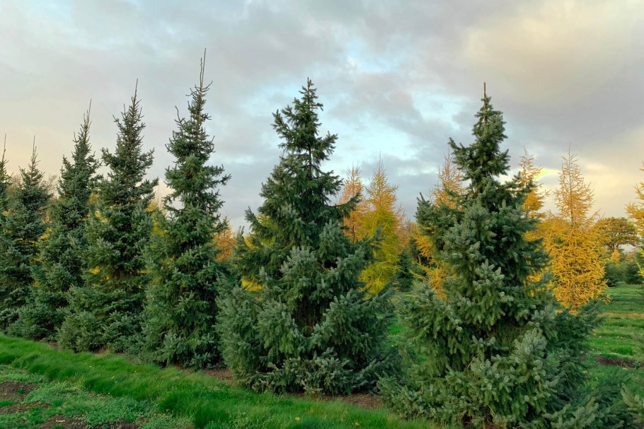 Ель Сербская Оморика - Picea omorika