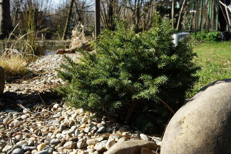 Ель Сербская Нана