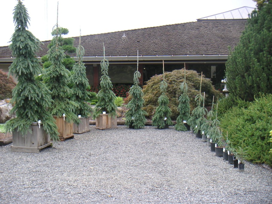 Ель Сербская Оморика Пендула