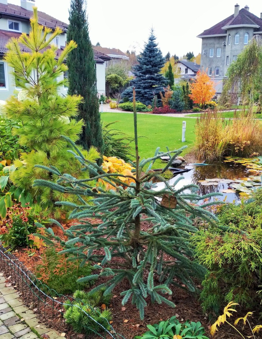 Ель Энгельмана Пендула