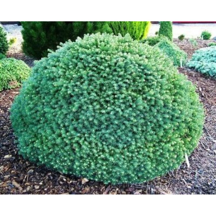 Ель Сербская Picea omorika Karel