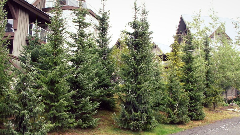 Ель Сербская Оморика