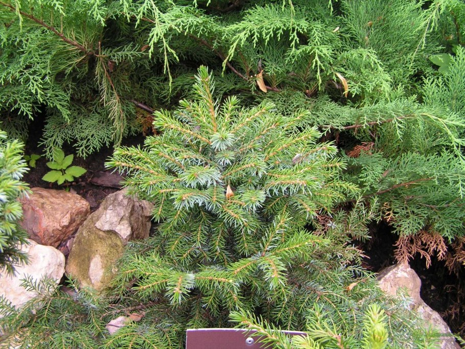 Ель Сербская Нана