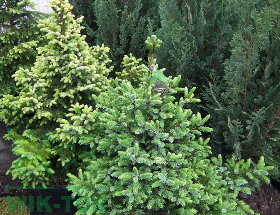 Ель Сербская Оморика