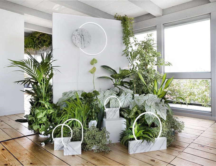 Растения в интерьере