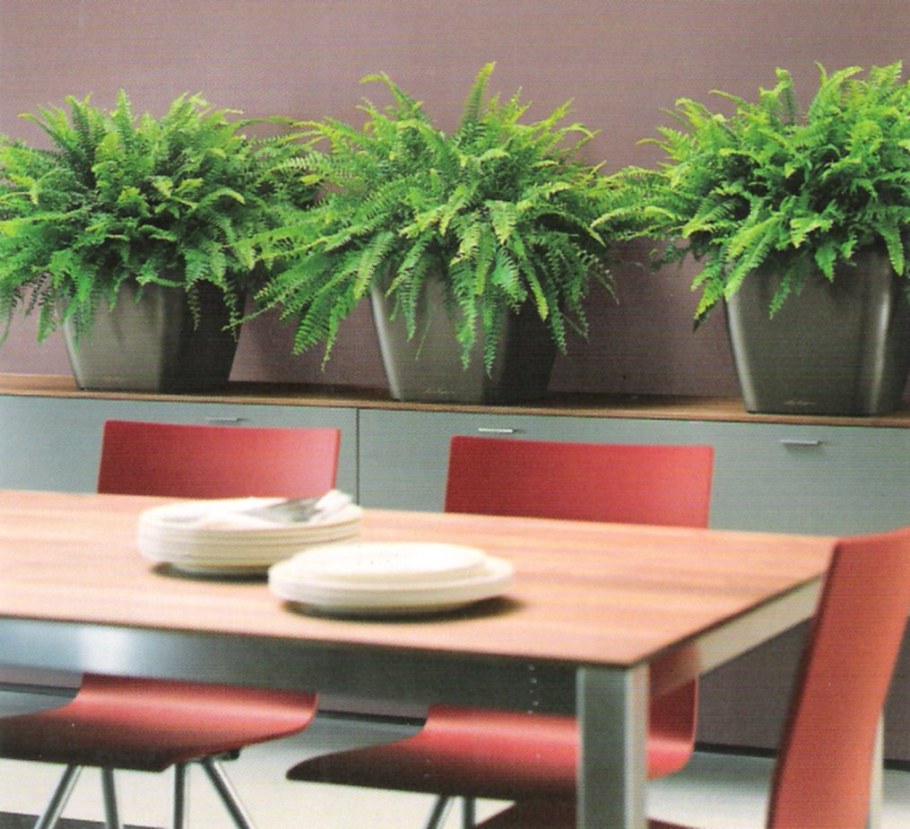 Нефролепис фитодизайн