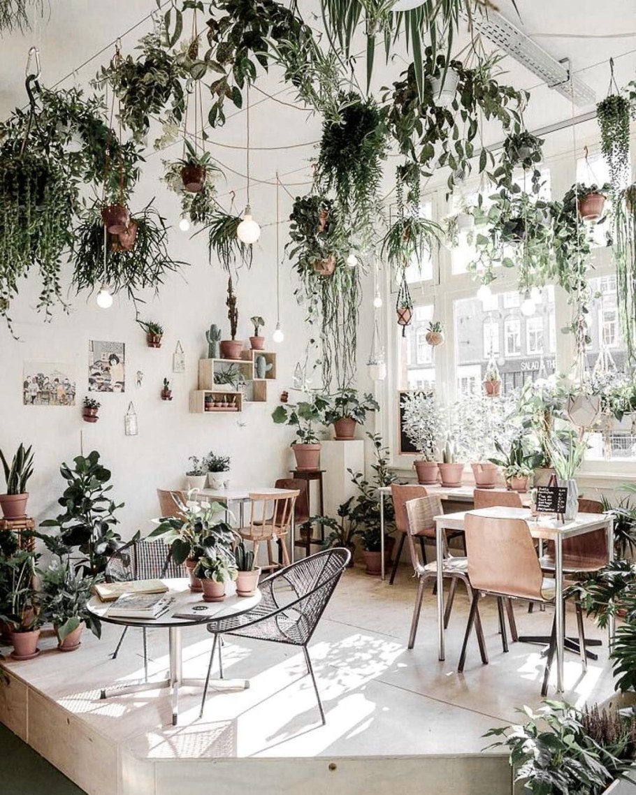 Озеленение комнаты растениями