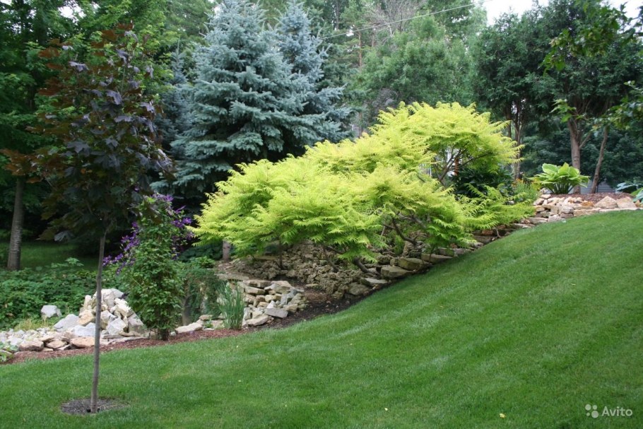 Сумах оленерогий