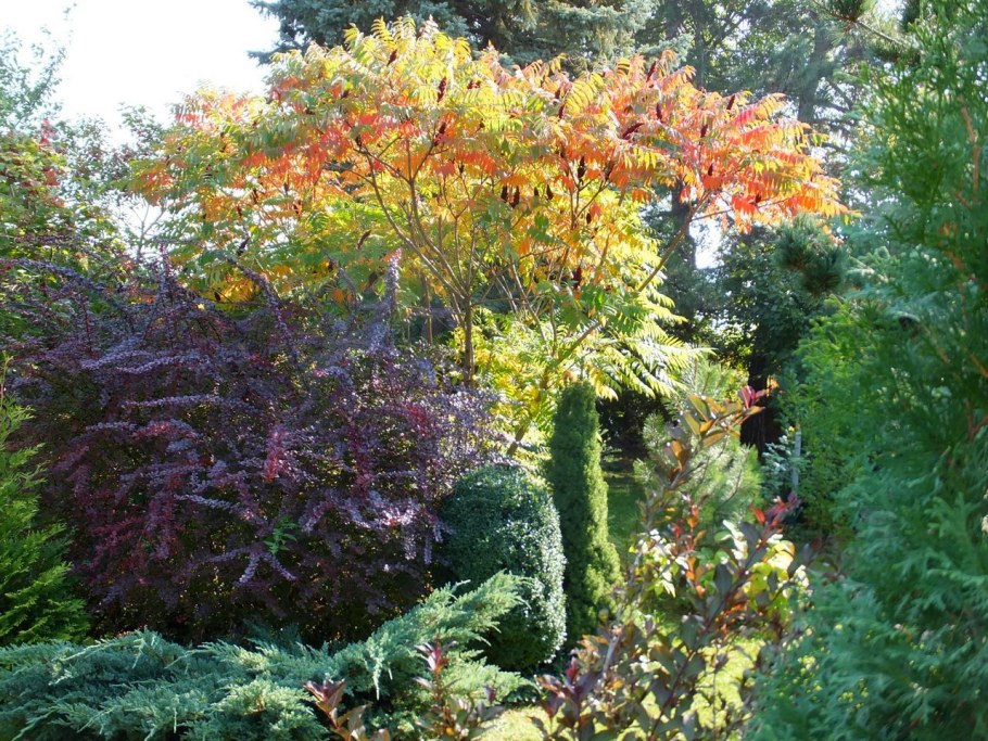 Сумах уксусный Rhus typhina