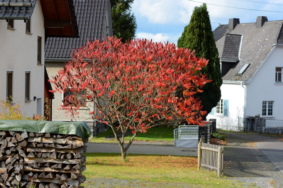 Сумах оленерогий