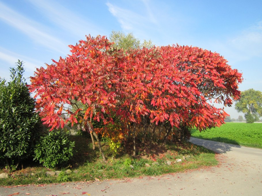 Сумах оленерогий уксусное дерево