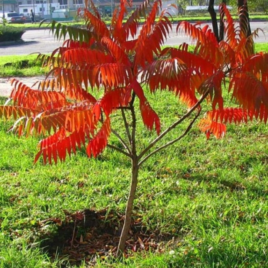 Сумах пушистый уксусное дерево