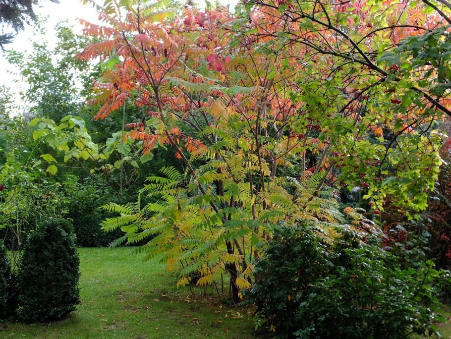 Сумах оленерогий