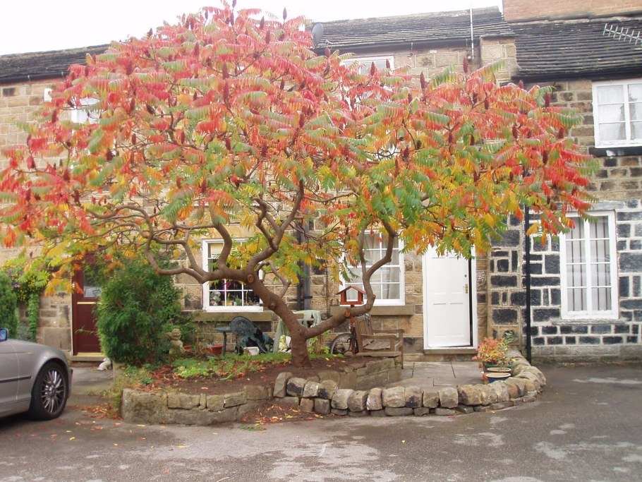 Сумах оленерогий уксусное дерево