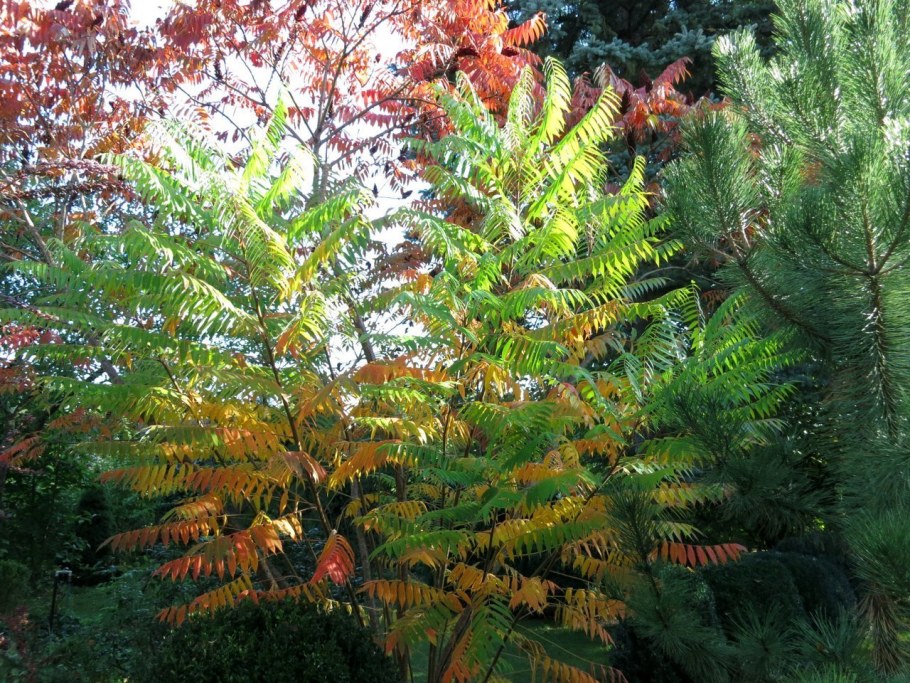 Сумах уксусное дерево