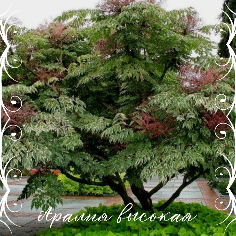 Аралия Вариегата