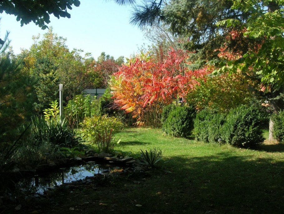 Сумах дерево