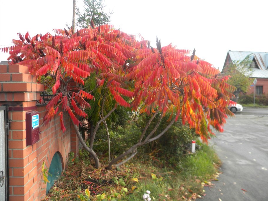 Сумах оленерогий уксусное дерево