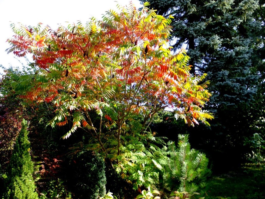 Сумах оленерогий листья