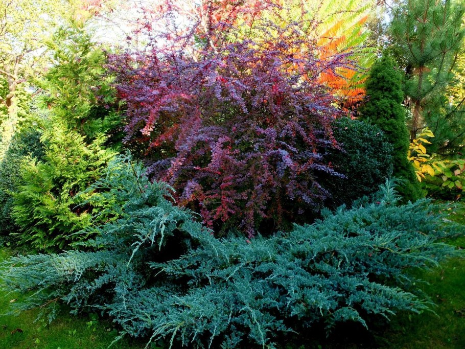 Барбарис оттавский Суперба