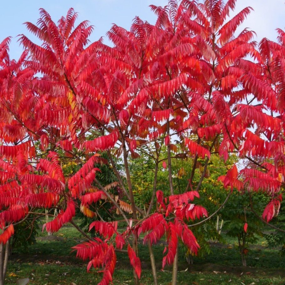 Сумах Rhus typhina