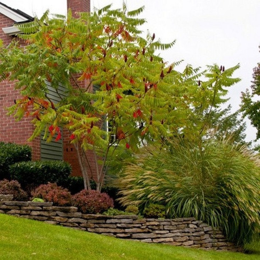 Сумах оленерогий в ландшафте