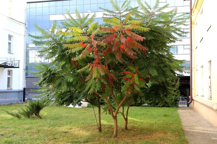 Сумах оленерогий